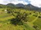 kauai fields.jpg