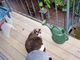 The Water Kitty.JPG