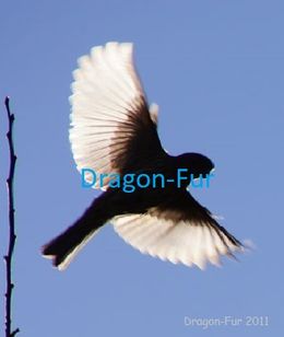 Angel_Wings_2_DragonFur
