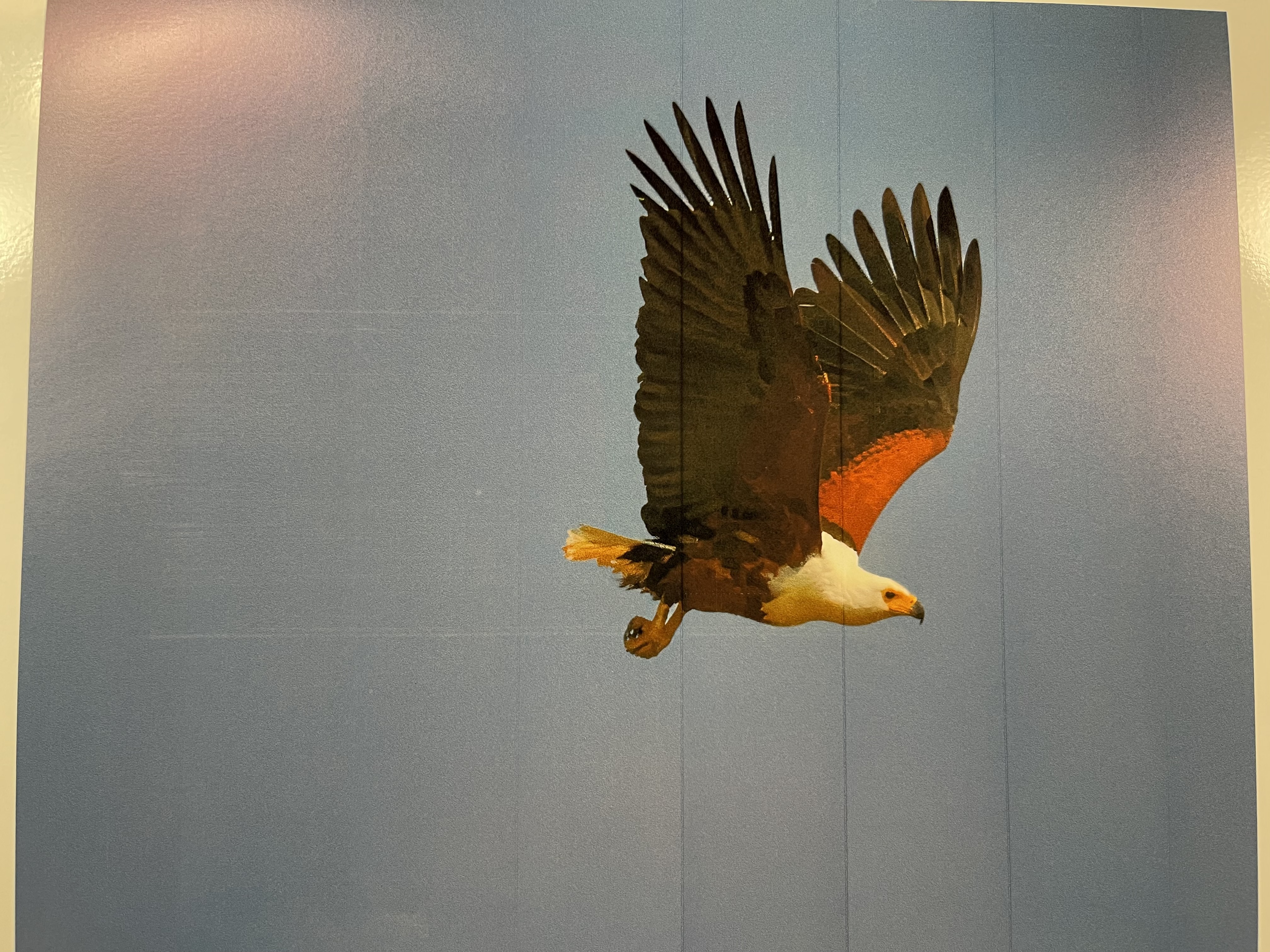 Printed image has vertical lines throughout image - HP Support